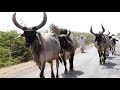 Vagad Kutch Rapar | Cow  Gau mata  Gavsala Video | Babu Ahir | Gayu Na Govaliya @BALAJI DIGITAL