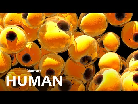 脂肪如何給我們帶來進化優勢？ (How Does Fat Give Us an Evolutionary Advantage?)