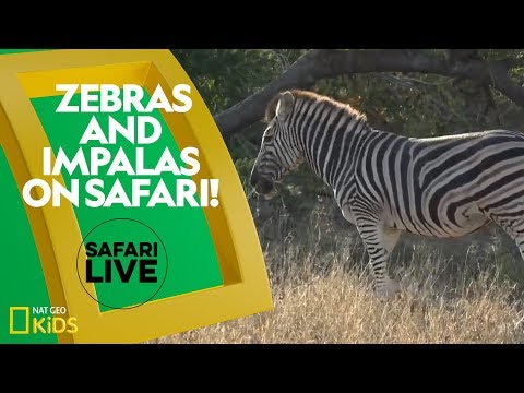 Zebras and impalas on safari