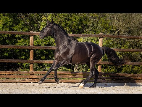 **SOLD** Piro free black charmer: baroque-type stallion by Justo OC (REF#794)