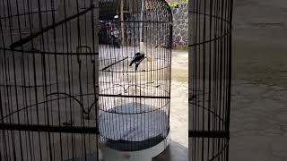 Download lagu Konin isian cililin panjang mp3