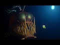 Blenny Eats Anglerfish Finding Nemo 2003 Post Credit Scene 2 2