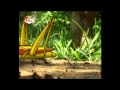 BabyTV Mr Snail Sprinkhaan