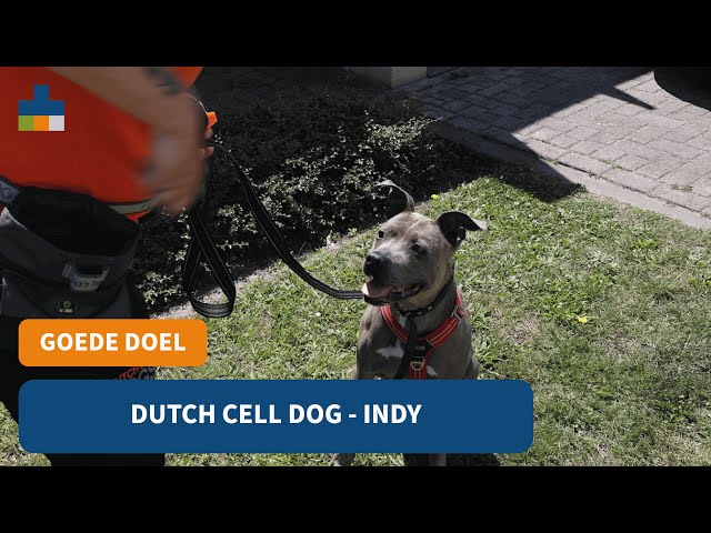 hond indy 