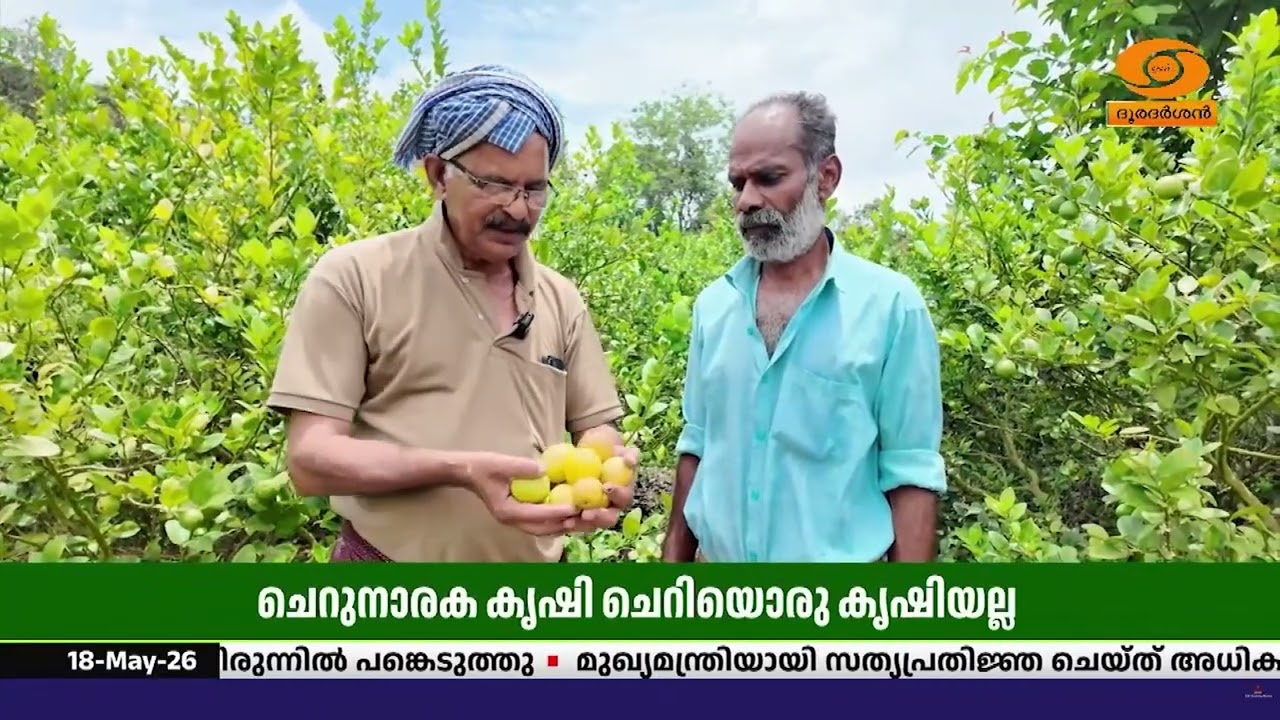 ചെറുനാരക കൃഷി ചെറിയൊരു കൃഷിയല്ല, ലക്ഷങ്ങൾ സമ്പാദിക?