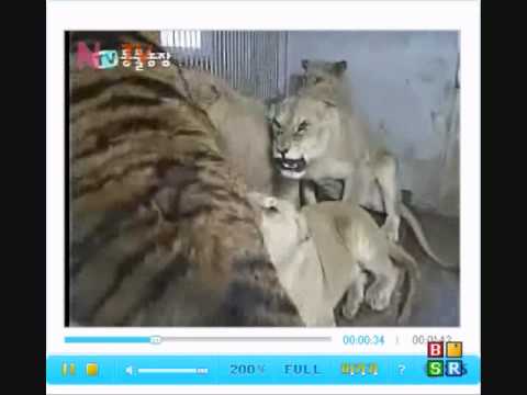 Sumatran Tigress vs 5 African Lions, Lions all submit.