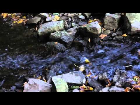 Donauversinkung bei Immendingen