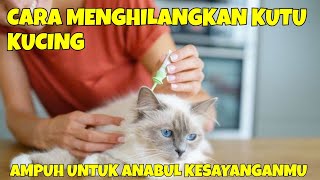 Download lagu 11 CARA MENGHILANGKAN KUTU KUCING AMPUH UNTUK ANABUL KESAYANGANMU mp3