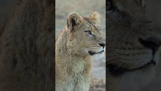 The powerful eyes of a lion #lion #lions #lionking #lionlife #lionlove #wildlion #africanlion