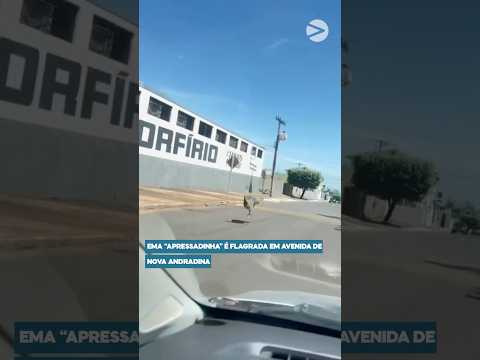 Ema “apressadinha” é flagrada em avenida de Nova Andradina 🐦💨