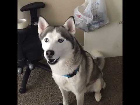 Siberian Husky speaking