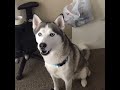 Siberian Husky Speaking