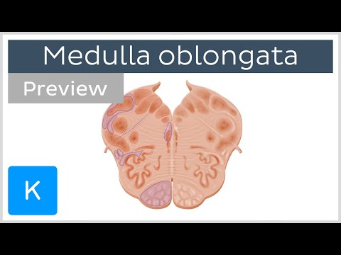 Medulla oblongata: vagus nerve level (preview) - Human Anatomy | Kenhub