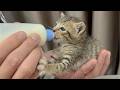 Abandoned Kitten Meowing Really Loudly For Milk So Adorable
