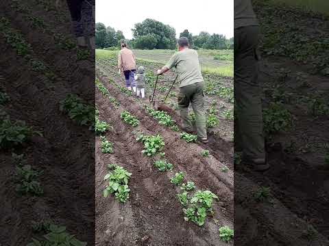 Маленький помічник🚜 #tractor #трактор #тракторист #картошка #картопля #огород