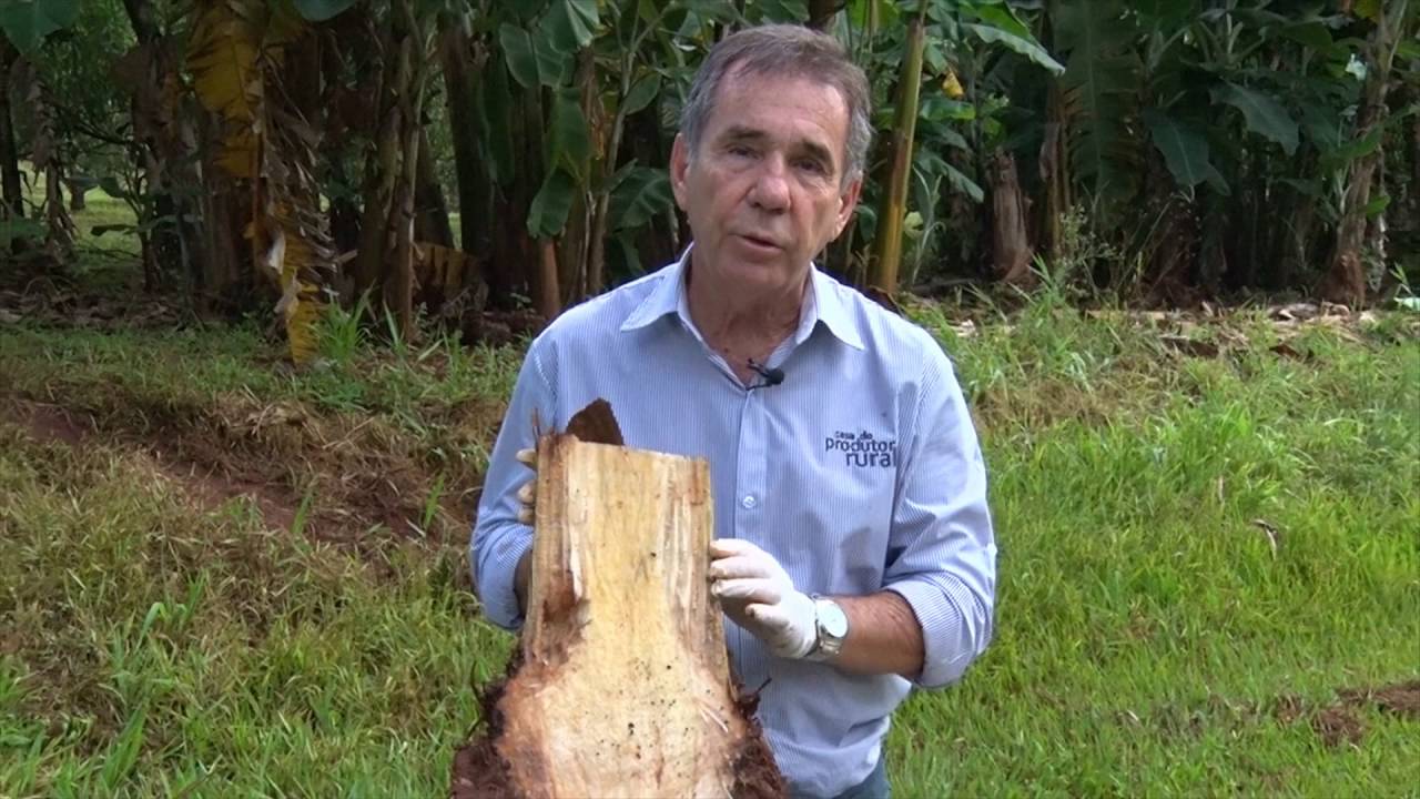 Cultivo e Produção de Banana