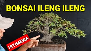 Download lagu TIPS FOR BONSAI CARE mp3 Download lagu TIPS FOR BONSAI CARE mp3
