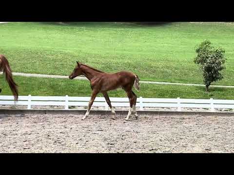 Schickes Hengstfohlen Von und Zu x Danone I x Walzertraum