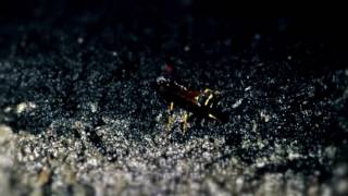 Cattle Decapitation   Your Disposal OFFICIAL MUSIC VIDEO