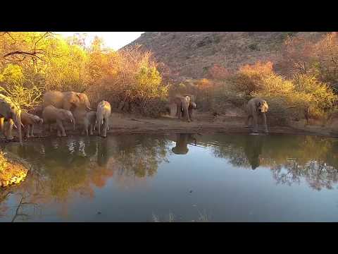 Kwa: Elephant herd getting a drink - 06:45 - 08/31/19