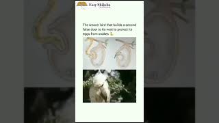 Download lagu Amazing Nest Weaver birds are nature's engineers. Learn with EasyShiksha viralshorts mp3 Download lagu Amazing Nest Weaver birds are nature's engineers. Learn with EasyShiksha viralshorts mp3