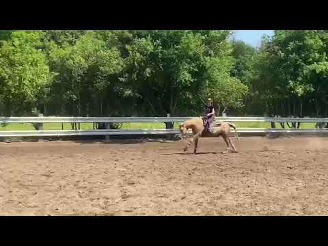 Shiners Voodoo having fun with Ann Fonck - bridleless