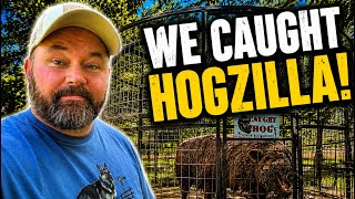 Hogzilla Went Absolutely Crazy In The Trap