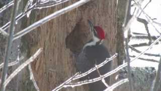 preview picture of video 'Pileated Woodpecker Excavation Techniques'