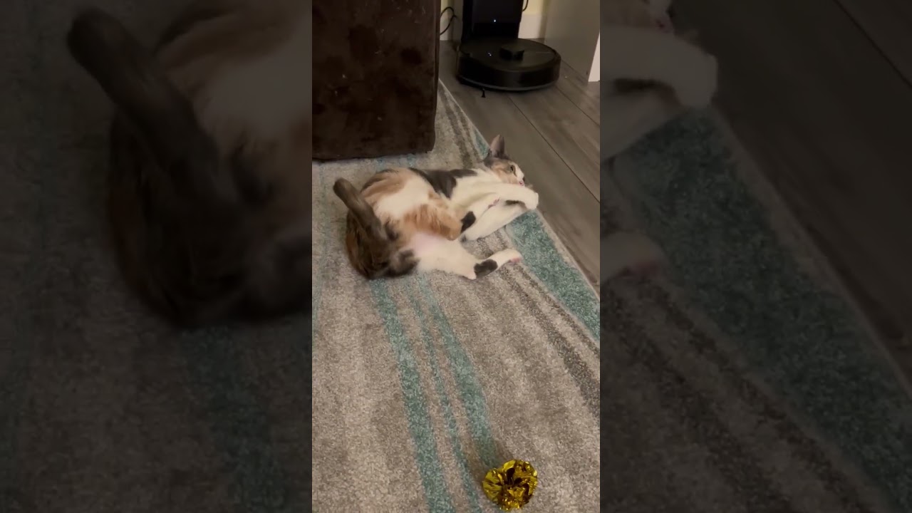 Enlarge Tink, an adopted mixed breed in Woodinville, WA video 2/5