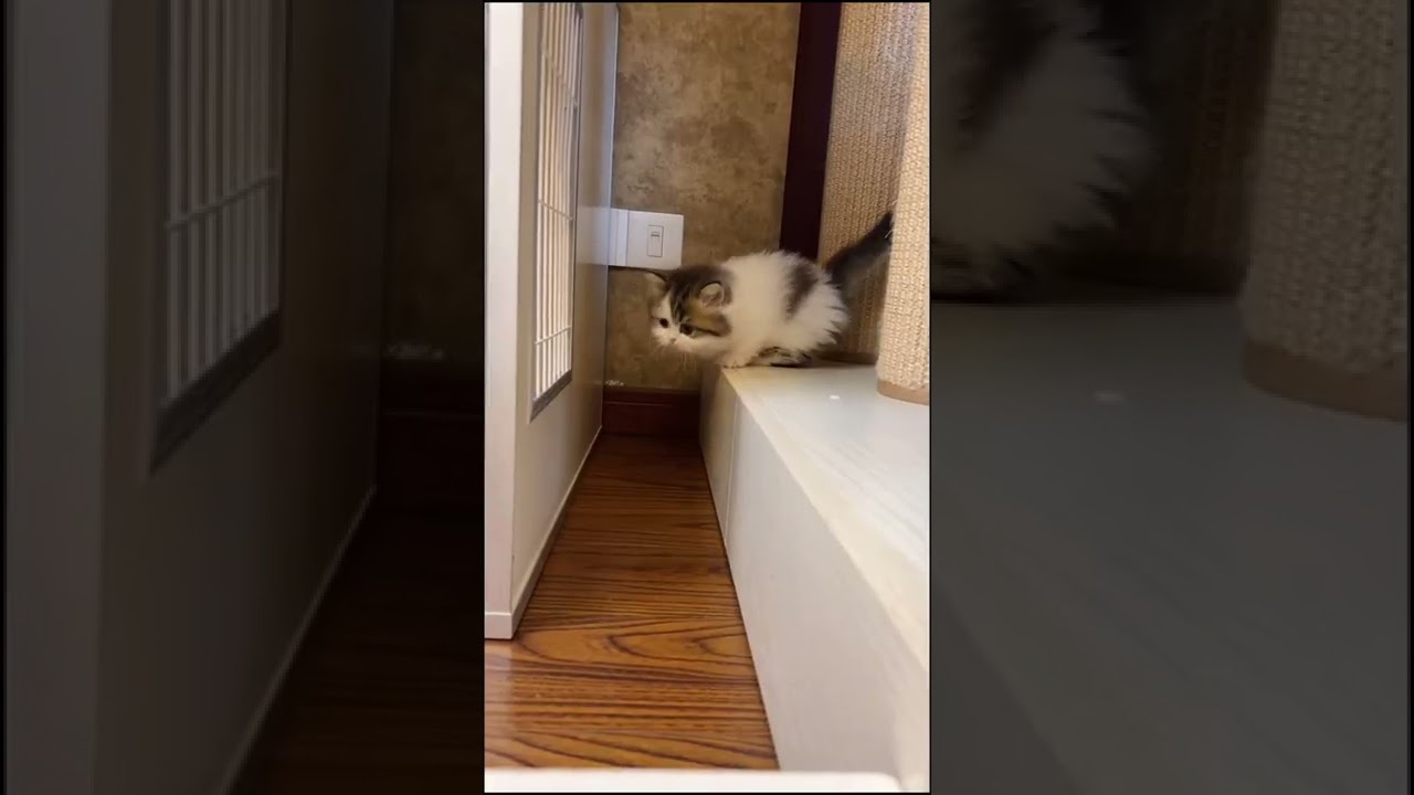 jumping fails cats🐱#shorts