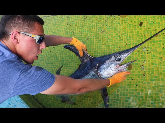 PET JAWS VS SWORDFISH Aquarium POND BATTLE!