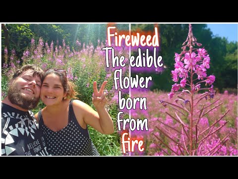 , title : 'Fireweed The Phoenix Of Flowers 🔥Facts, Uses, History & Ivan Chai Tea Recipe (rosebay willowherb)'