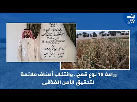 فيديو.. زراعة 15 نوعا من القمح لتحقيق الأمن الغذائي
