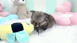 ハーフ犬の動画01