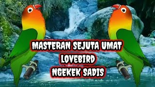 Download lagu Lovebird ngekek panjang || masteran lovebird ngekek panjang   gemercik air#murai#kacer#cucakjenggot mp3