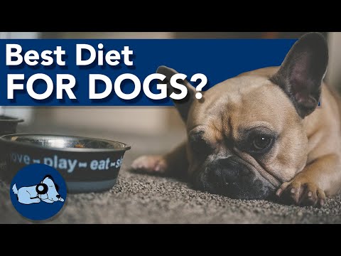 What is the Best Diet for Your Dog?