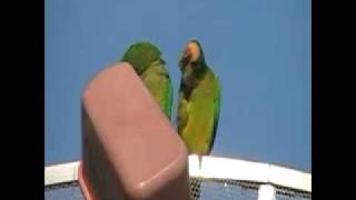 preview picture of video 'Amor de papagaios em Campanha-MG'