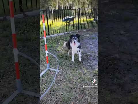 Demo