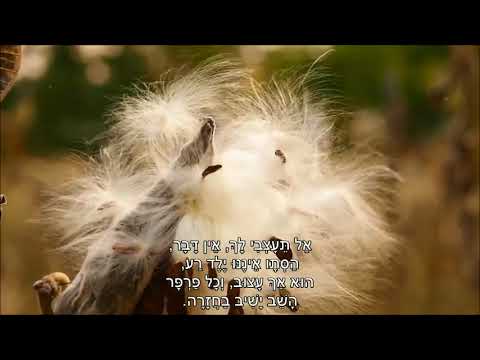 שיר עד - אל הנירים האפורים - מילים: נתן יונתן | לחן: נחום היימן | ביצוע: יואב נחשון וחמישיית גלבוע