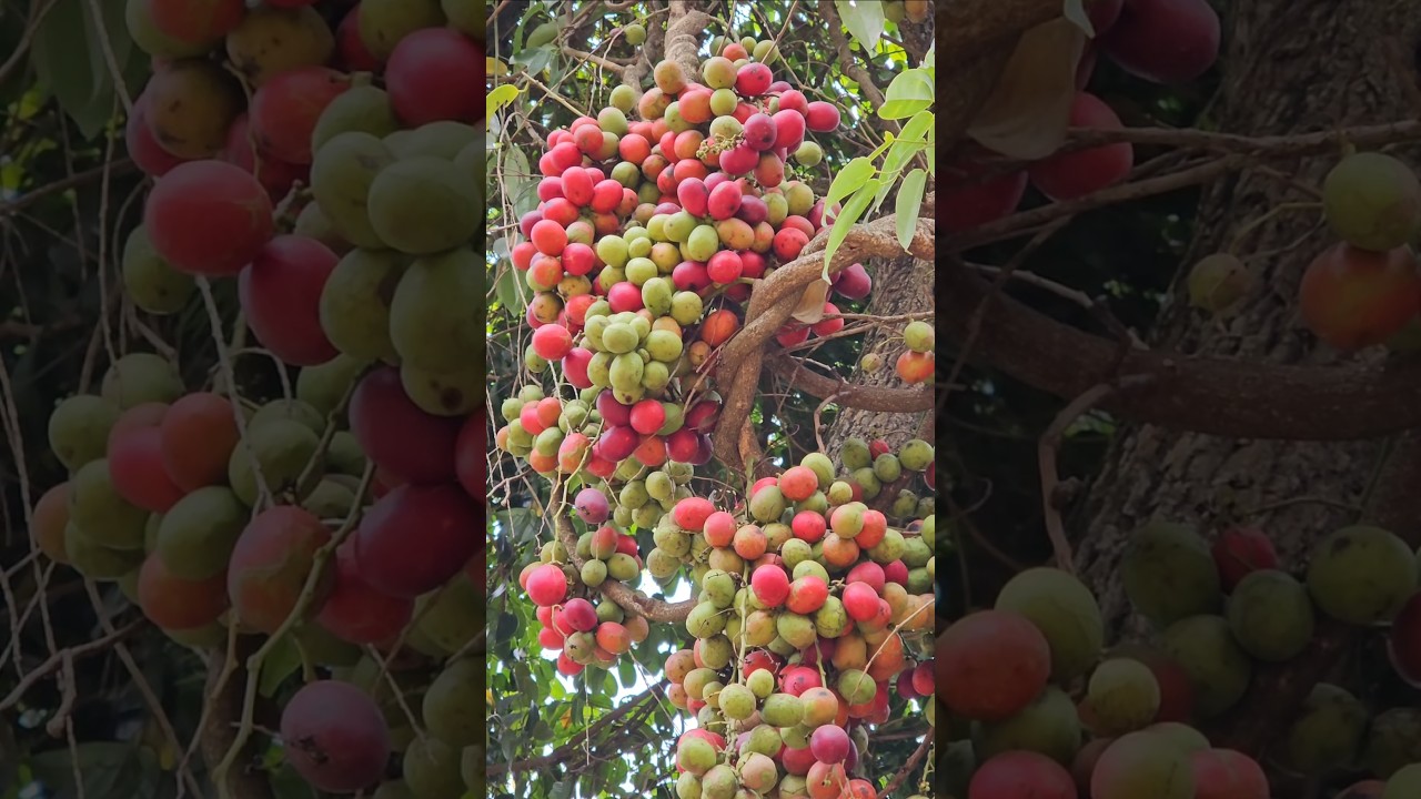 Malezya'nın Ekolojik Sürdürülebilirlik Temeli Olarak Tropikal Flora: “Kan Meyvesi” (*Haematocarpus validus*) Potansiyeli