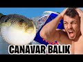 CANAVAR BALON BALIĞI YAKALADIK!! (DEMİR YİYOR) CANAVAR BALON BALIĞI YAKALADIK!! (DEMİR YİYOR)