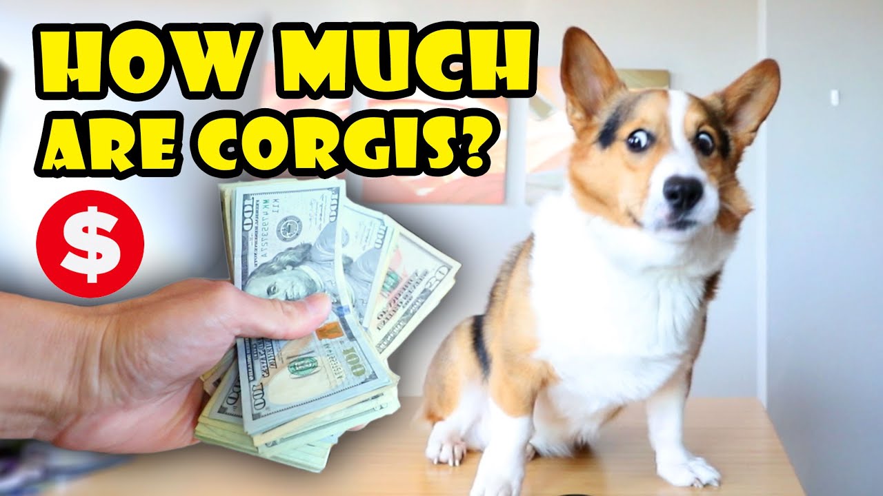 This is How Much a CORGI Costs Today || Life After College: Ep. 684