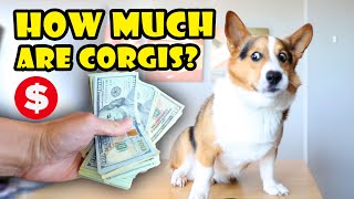 This is How Much a CORGI Costs Today || Life After College: Ep. 684