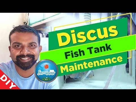 Discus Fish Tank Maintenance || Aquarium Maintenance || Fish Tank Cleaning || Water Change