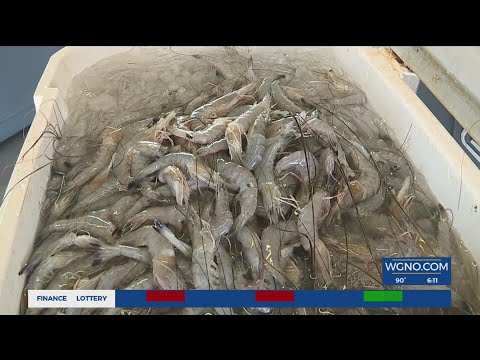 Shrimp season starting off strong in Louisiana