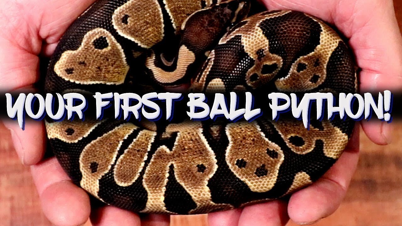 Things to consider when buying your first ball python!