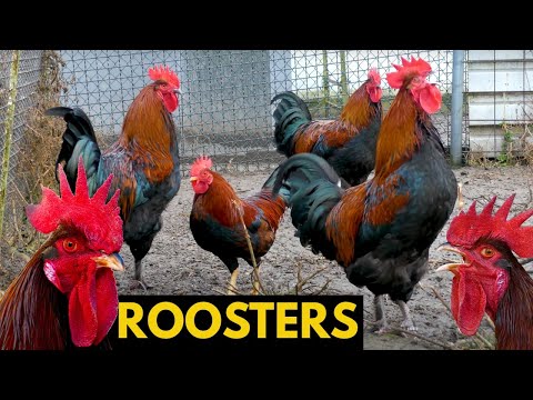 IT'S CROW TIME! Comparison of different chicken breeds roosters crowing - A BIG COMPILATION