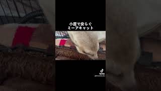 可愛さ満点。미어캣(meerkat)#shorts