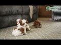 Cavapoo dogs for sale: Domino - Video 1