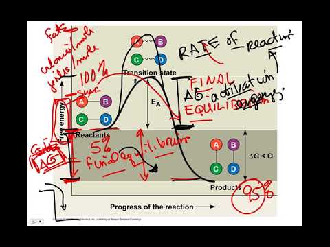 Enzyme Catalysts, BIO105 Introductory Biology, David Champlin, USM
